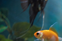 orangefishhead